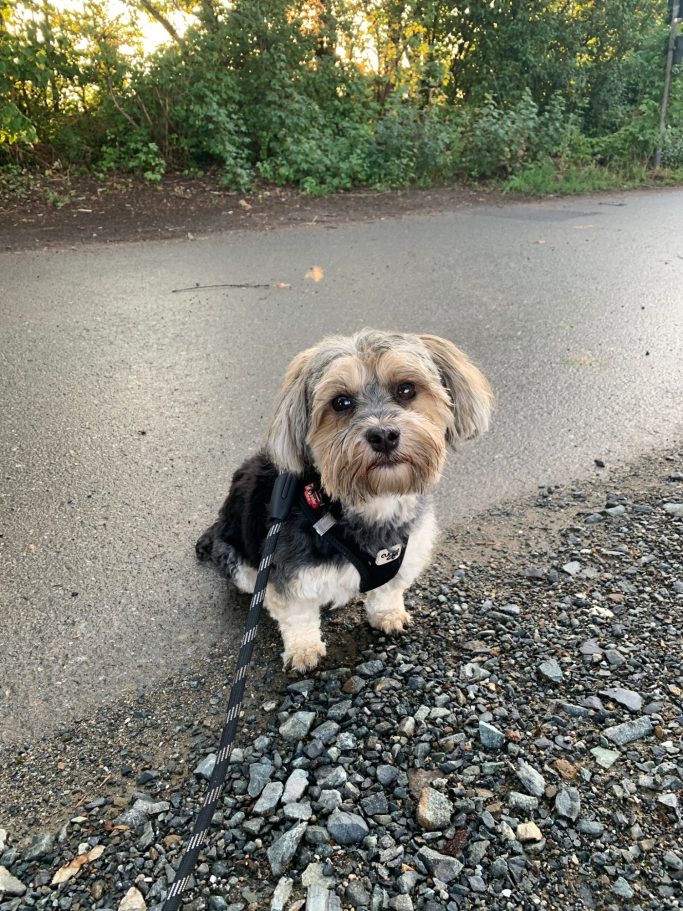 Yorkshire Terrier nach der Fellpflege