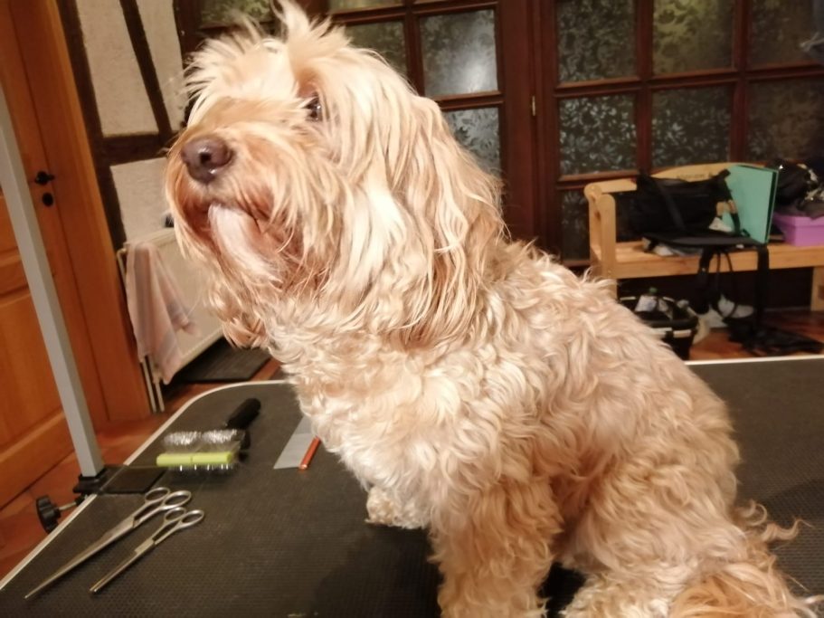 Hund 1 vor der Fellpflege