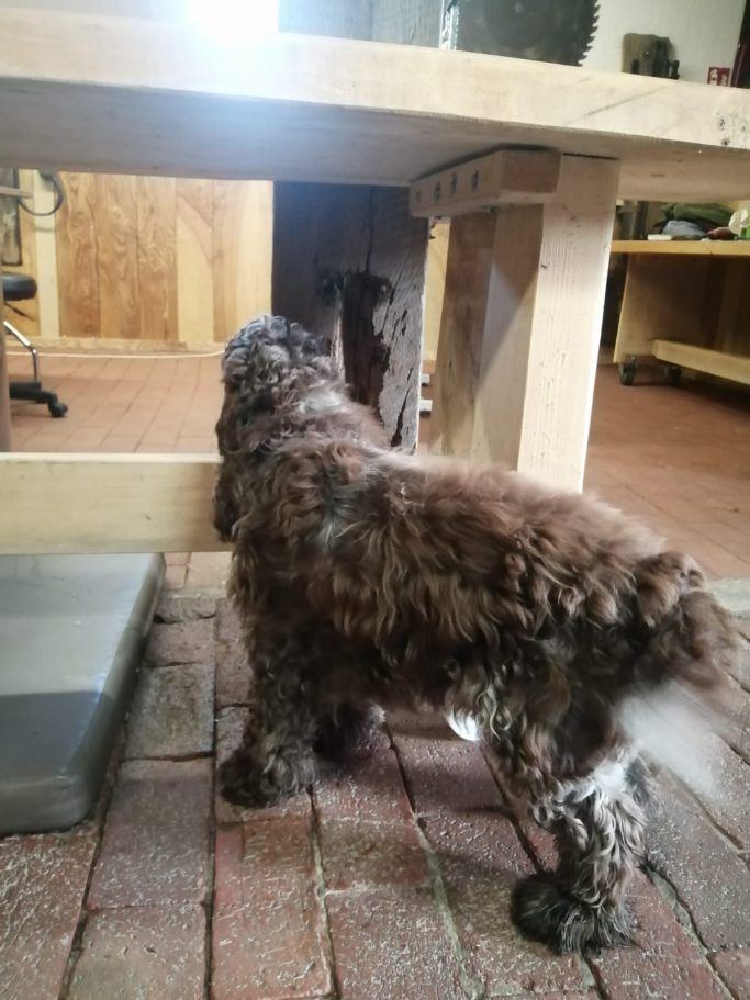 Cocker Spaniel vor der Fellpflege
