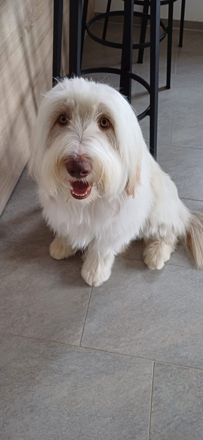 Hund nach der Fellpflege