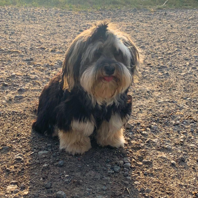 Yorkshire Terrier vor der Fellpflege