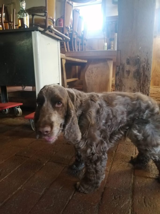 Cocker Spaniel nach der Fellpflege