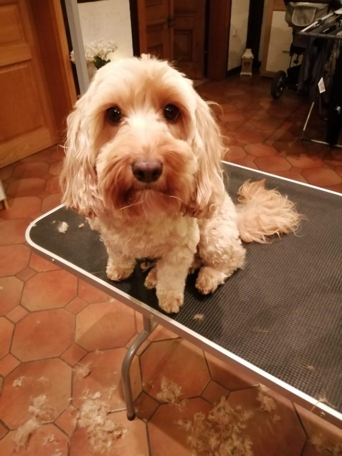 Hund 1 nach der Fellpflege